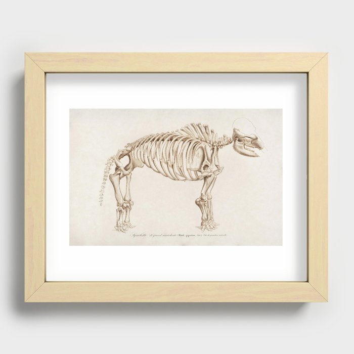 Mamoth (Mammut) illustrated by Charles Dessalines D' Orbigny (1806-1876). Recessed Framed Print
