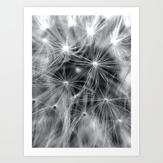 Dandelion Close-Up Art Print