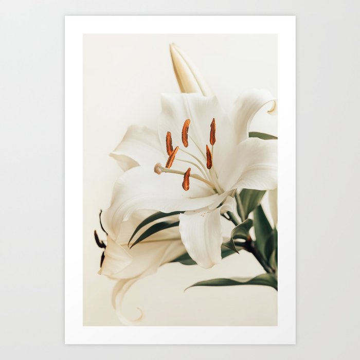 White Lily - Elegant Flower photography by Ingrid Beddoes Art Print