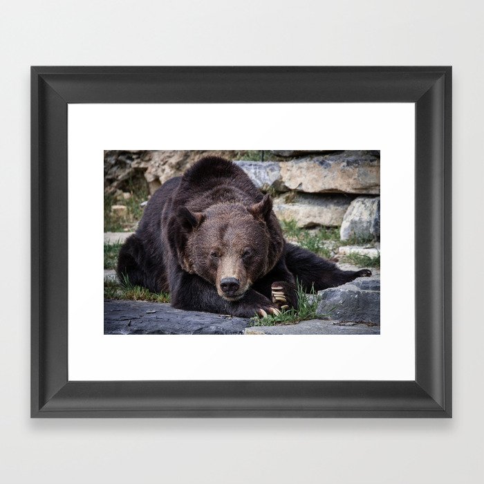 Big brown bear relaxing in the sun - nature - animal - photography Framed Art Print