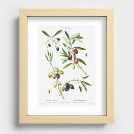 Olive V (Olea Europæa)  (1801–1819) by Pierre-Joseph Redouté Recessed Framed Print