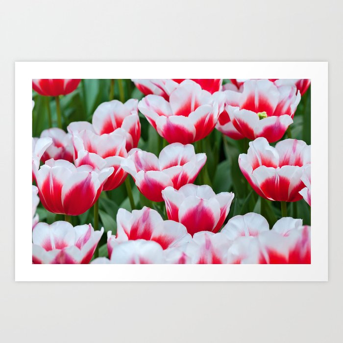 Red White Tulips On The Flowerbed In Keukenhof Shallow Depth Of Field Art Print By Anytka