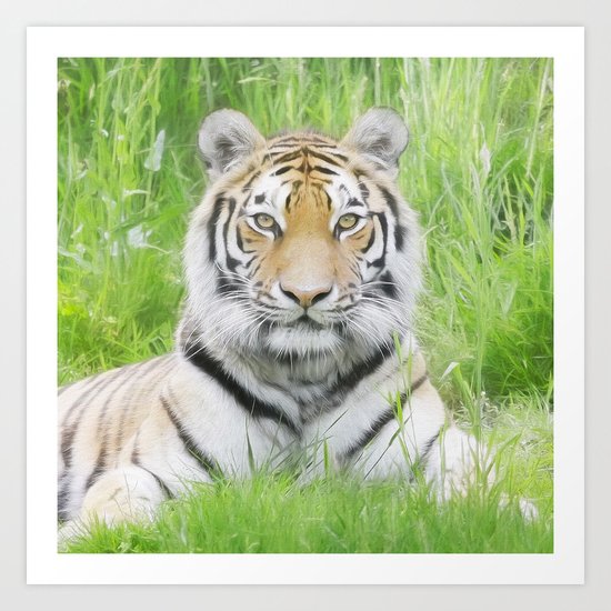 Tiger Stare Art Print