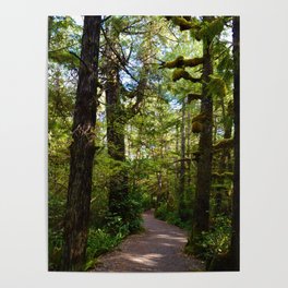 Vegetation growing along the Wild Pacific Trail, Ucluelet BC Poster