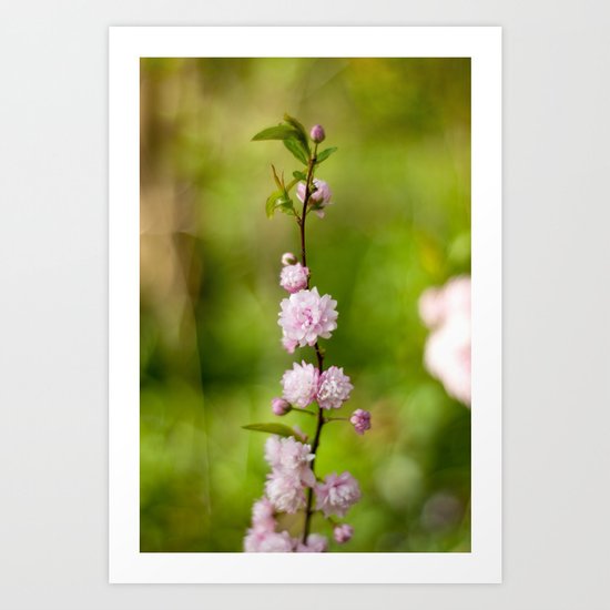 Flowering Almond Blossoms Art Print