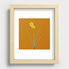 Vintage Narcissus Odorus Botanical Illustration on Bright Orange Recessed Framed Print