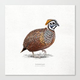 Ocellated quail scientific illustration art print Canvas Print