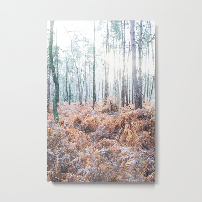 Sunlight over Ferns in Autumn | Into the Woods Metal Print