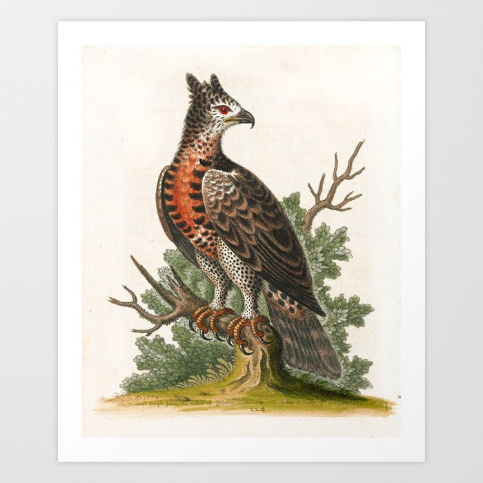 Crowned eagle by George Edwards, 1758 (benefiting The Nature Conservancy) Art Print