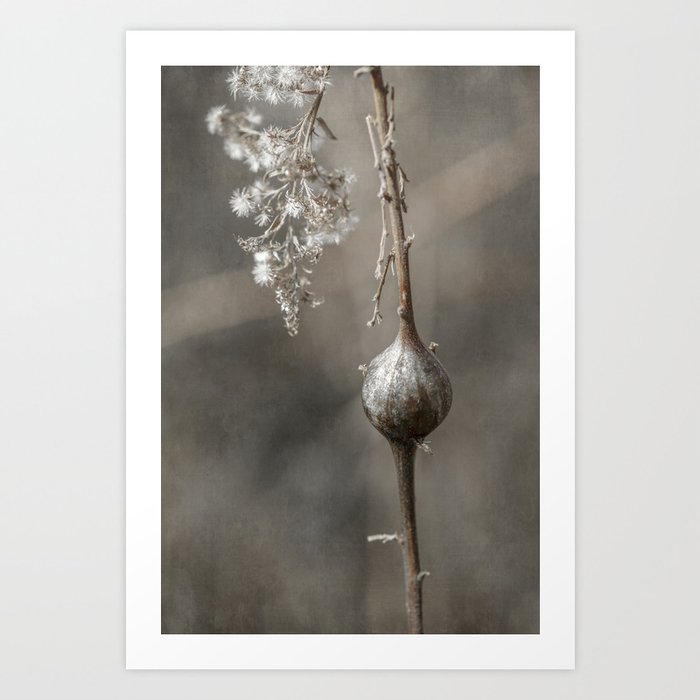 Dried Goldenrod with Gall Art Print