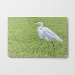 Egret in a Grassy Field Metal Print | Green, Strutting, Bird, Grass, White, Color, Wadingbird, Heron, Yellow, Greategret 