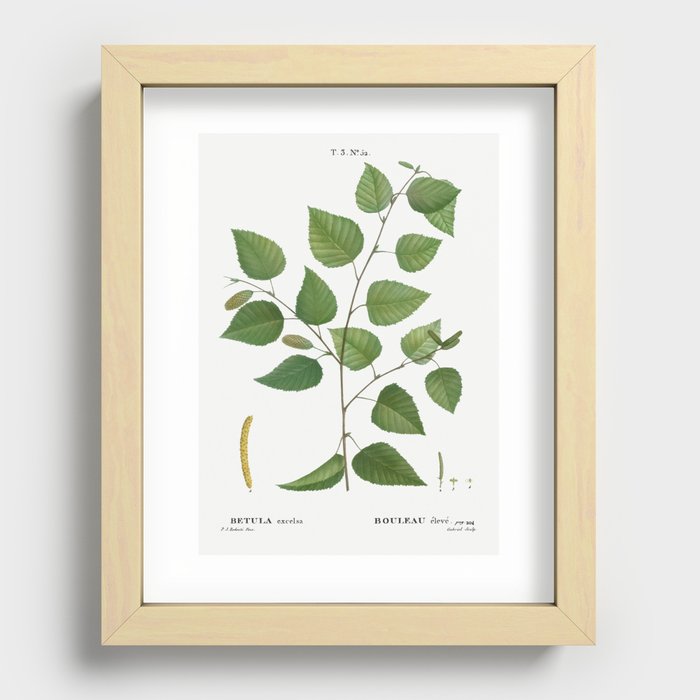 Paper birch, Betula excelsa from Traité des Arbres et Arbustes que l’on cultive en France en pleine Recessed Framed Print