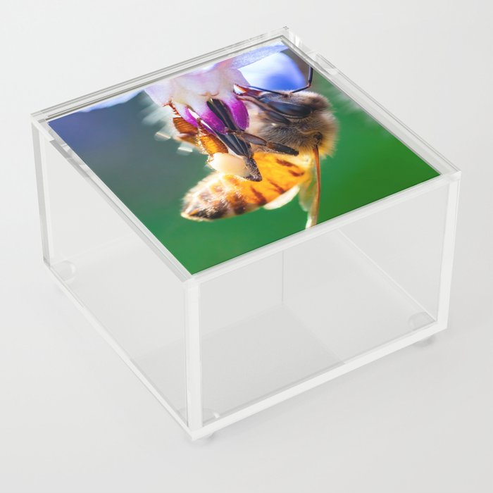 Borage Bee Acrylic Box