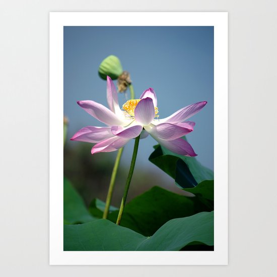 Lotus Blooms Art Print