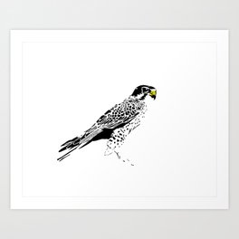 Peregrine Falcon Art Print