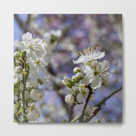Cherry tree. Sakura. Metal Print