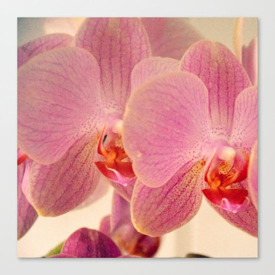 Triplet pink orchids Canvas Print