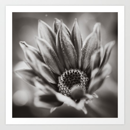 Flower in Black and White Art Print