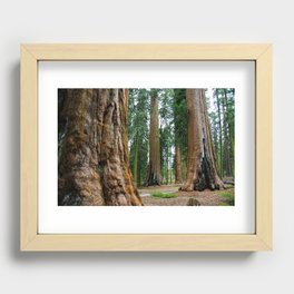 Sequoia Trees, McKinley Grove, California Recessed Framed Print