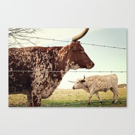Texas Longhorn Cattle Canvas Print