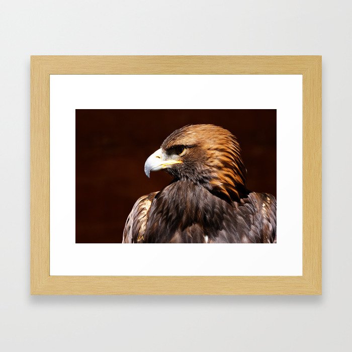 Golden Eagle Bird Of Prey Eagles Photography Framed Art Golden Eagle Bird Of Prey Eagles Photography Framed Art Print