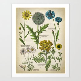Botanical Wild Flowers, Vintage Art Style Art Print