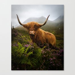 Funny Scottish Highlands Cow in a moody wheater Canvas Print