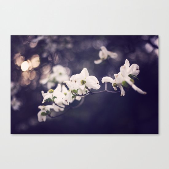 dogwood Canvas Print