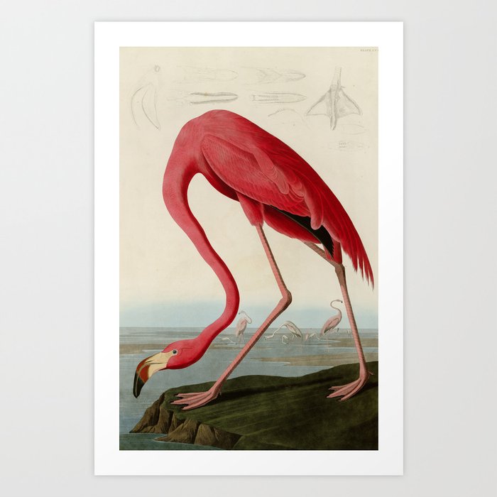 American Flamingo by John James Audubon, Vintage Illustration Art Print