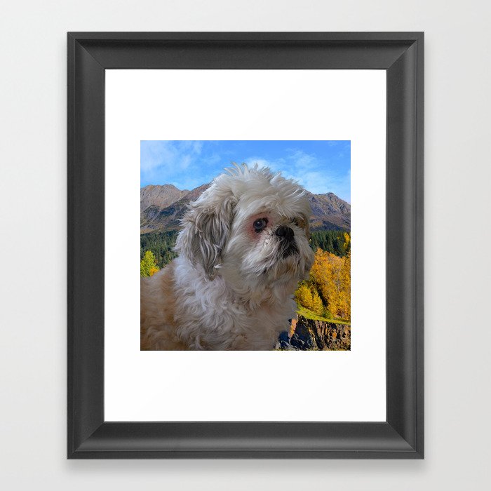 Denali - Loyal Lap-Dog Framed Art Print