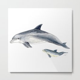 Bottlenose dolphin Metal Print