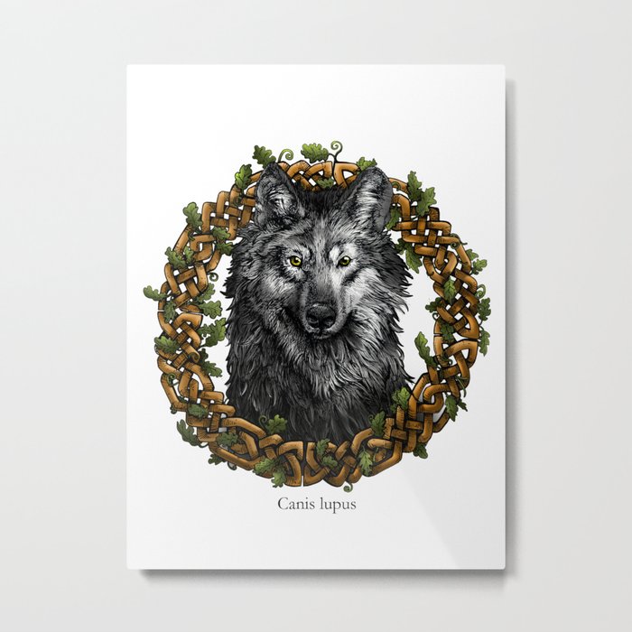 Gray Wolf with Celtic Knotted Oak Border Metal Print