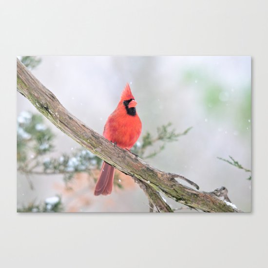 "Say What?" (Northern Cardinal) Canvas Print