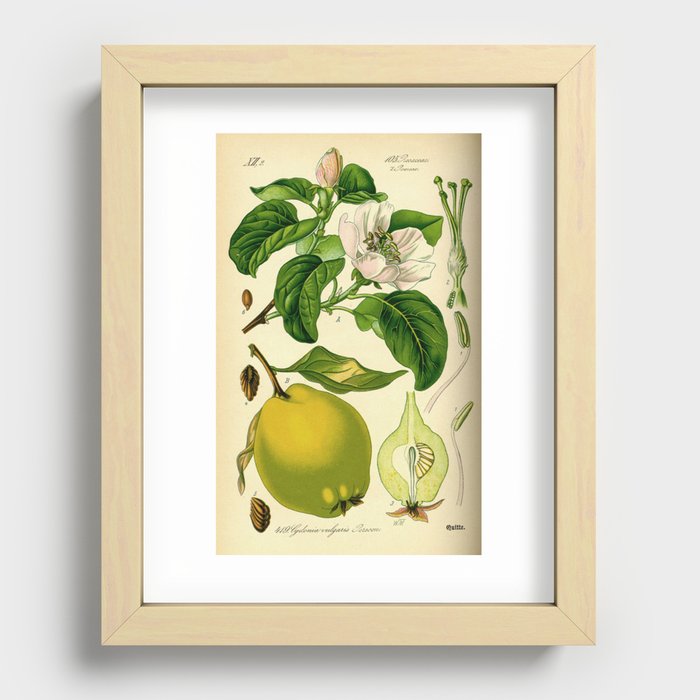 Botanical Print Recessed Framed Print