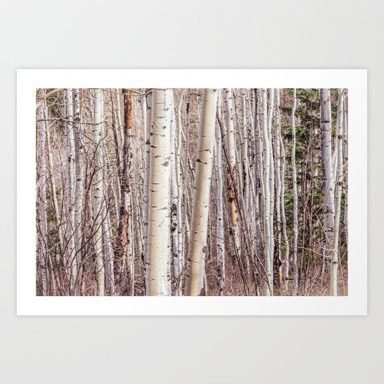 Aspen Art Print