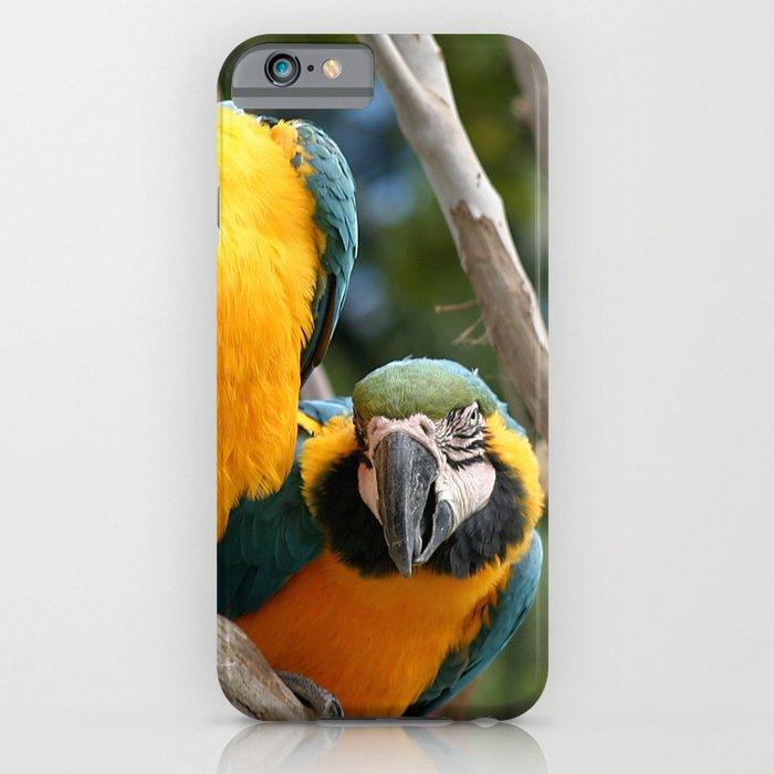 Blue And Gold Macaws iPhone Case
