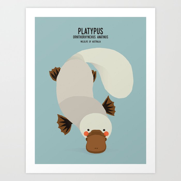 Platypus, Wildlife of Australia Art Print