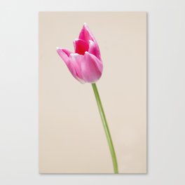 Pastel colored Dutch tulip photo Fine Art Print Canvas Print