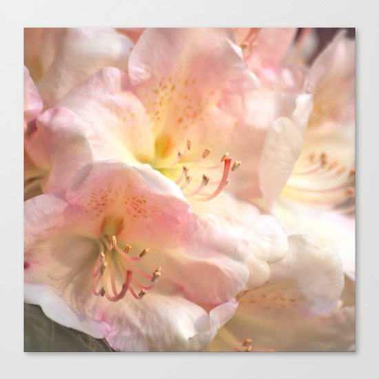 Delicate Flowers In Pink Shades Canvas Print