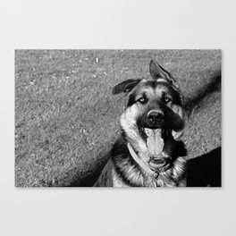 A Dog's Stunning Stare Canvas Print