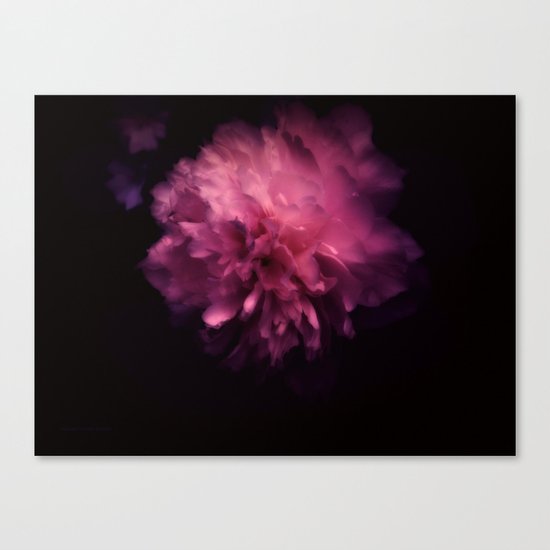 Peony Canvas Print