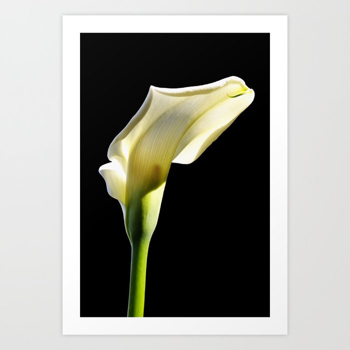toplit sunny calla lily Art Print