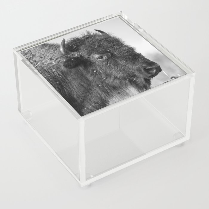 Profile of a Bison - Black and White Portrait of Buffalo on the Tallgrass Prairie in Oklahoma Acrylic Box