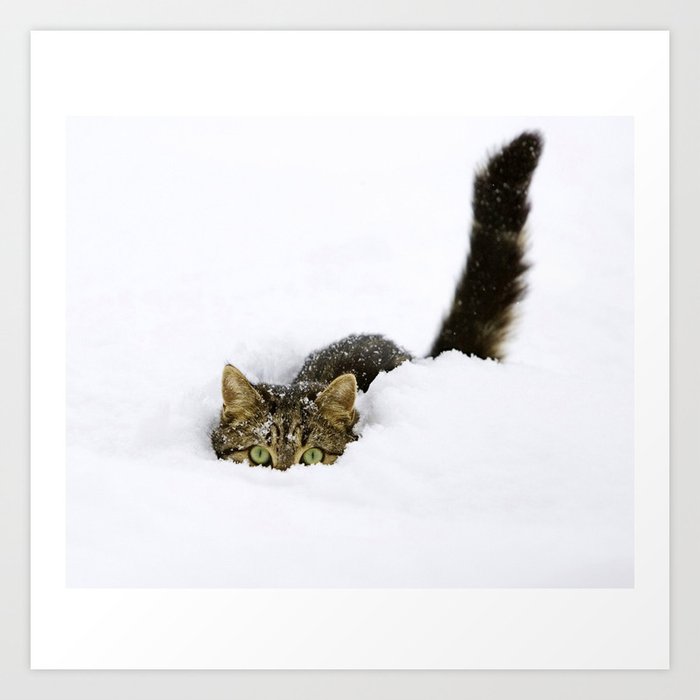 Snow Cat Art Print