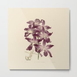 R. Warner & B.S. Williams - The Orchid Album - vol 01 - plate 049 Metal Print | Purple, Graphicdesign, Illustration, Beige, Nature, 0Rchid, Plant 