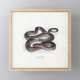 Sunbeam snake scientific illustration art print Framed Mini Art Print