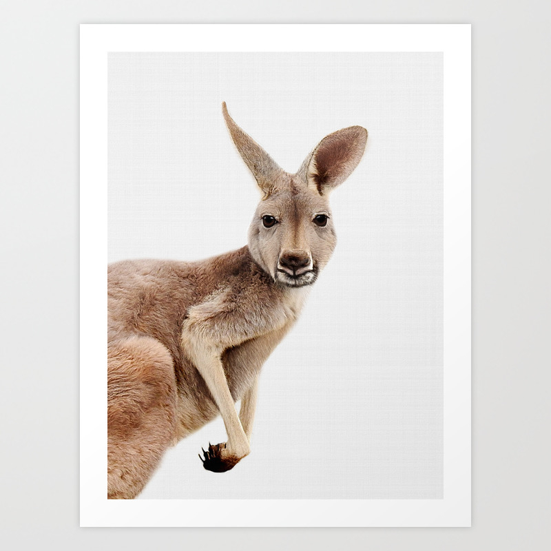 kangaroo nursery
