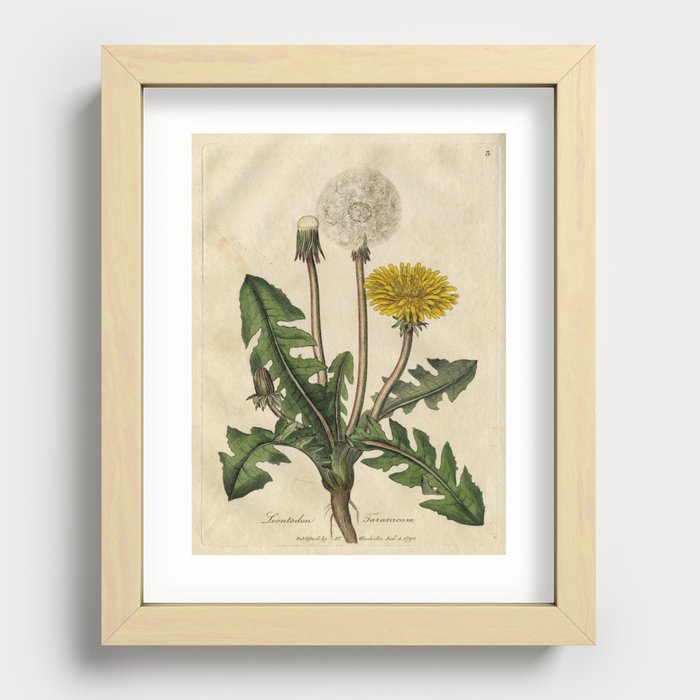 Antique Botanical Dandelion Art Print by Blue Specs Studio