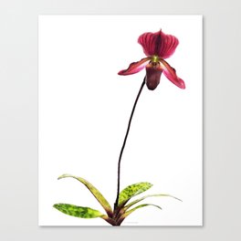 Lady's Slipper Orchid Flower Art Canvas Print