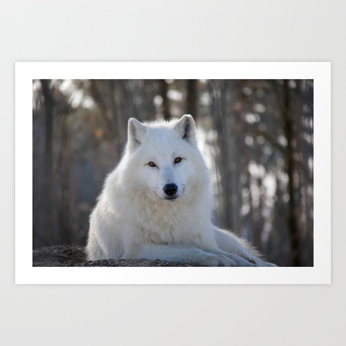 arctic wolf with blue eyes wallpaper